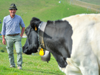Pasture cow in Malga I Lotto Valmaron