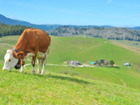 The pastures and landscape of Malga I Lotto Valmaron