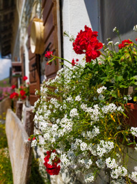 Floral details of Malga III Lotto Valmaron