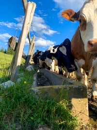 The cows of Malga Larici of Sotto all'averatoio