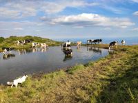 The cows of the malga at the pasture pool