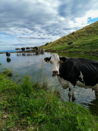 The Cows of Malga Lower Clubs