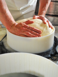 Putting in the form of the curd at Malga Pian di Granezza