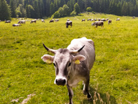 Cows of the Malga Plain of Granezza grazing