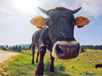 Cute cow grazing in Malga Serona