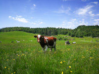 Cows grazing in Malga Verde on the Asiago Plateau