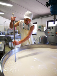 Asiago Dop cheese production in Malga Verde