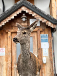 Roe deer at Agriturismo Malga Spill