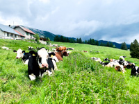 Malga Larici's cows at rest