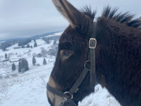 Donkey in the snowy landscape of the Asiago Plateau