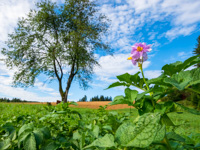 Organic mountain potato flowers