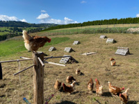 Chickens roaming free