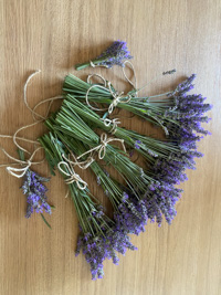 Bouquets of lavender flowers ready for drying