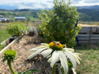 Bees in the educational garden