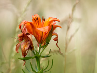 Mountain lily