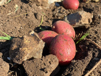 Harvesting organic red potatoes