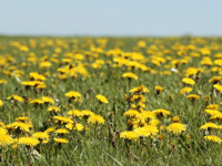 Field with dandelion flowers 