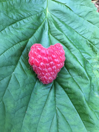 The wonders of nature: a heart-shaped raspberry