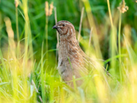 Corncrake: a rare bird on the Biofarm