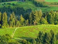 The woods and crops of the organic farm