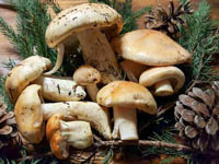 Funghi porcini