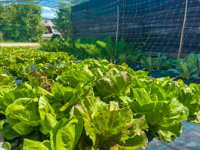 The organic vegetable garden of the Villa Ciardi Restaurant