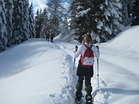 Percorso ciaspole tra gli alberi