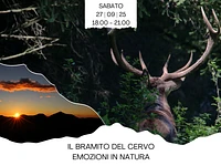 Il bramito del Cervo emozioni in natura