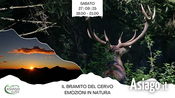 il bramito del cervo emozioni in natura