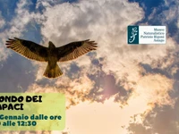 Naturalistic excursion for families "In the world of Birds of Prey" with the Naturalistic Museum of Asiago-4 January 2023