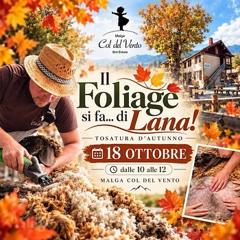Tosatura autunnale delle pecore a Malga Col del Vento 18 ottobre 2026