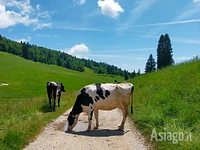 Incontro con mucche al pascolo lungo il percorso