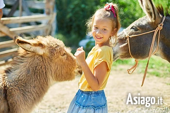 Pomeriggio con gli asinelli sull'Altopiano di Asiago