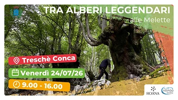 Escursione alle Melette tra panorami e alberi leggendari con Asiago Guide 24 luglio 2026