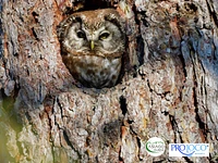 Serata fotografica sulla fauna a Mezzaselva di Roana