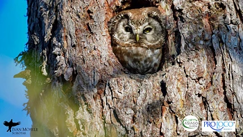 Serata fotografica sulla fauna a Mezzaselva di Roana