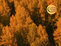 "Among the golden larches" guided excursion - Sunday 29 October 2023