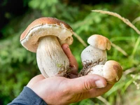 "Mushrooms: wonders of nature" excursion, exhibition and tastings - Enego, 18 August 2023
