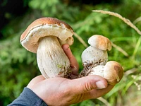 "Mushrooms: wonders of nature" excursion, exhibition and tastings - Enego, 18 August 2023