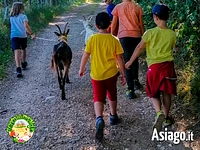 Passeggiata con capre