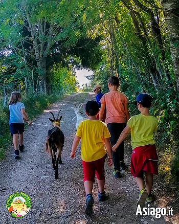 Passeggiata con capre