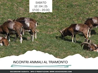 Animal Encounters at Sunset | Saturday 12 April 2025 from 17.00