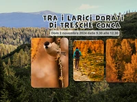Tra i larici dorati di Tresché Conca | Domenica 3 novembre 2024 dalle 9.30