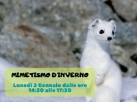 Naturalistic excursion for families "Winter camouflage" with the Naturalistic Museum of Asiago-2 January 2023