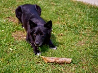 Diana, the sweet mascot of the Alpine Refuge