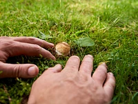 A small porcini mushroom near the Alpine Refuge
