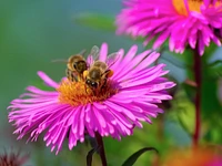 Geführte Exkursion "Zwischen Bienen, Blumen und Kräutern" - Roana, 1. Juli 2023