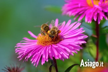 Tra api e fiori escursione a Roana