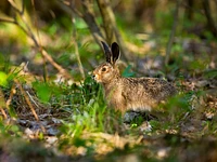 Geführte Exkursion "Spurensuche in Camporovere" - Camporovere, 14. Juli 2023