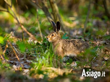 A caccia di tracce sull'Altopiano di Asiago